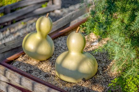 vegetable garden-a-visit-a-Saumur